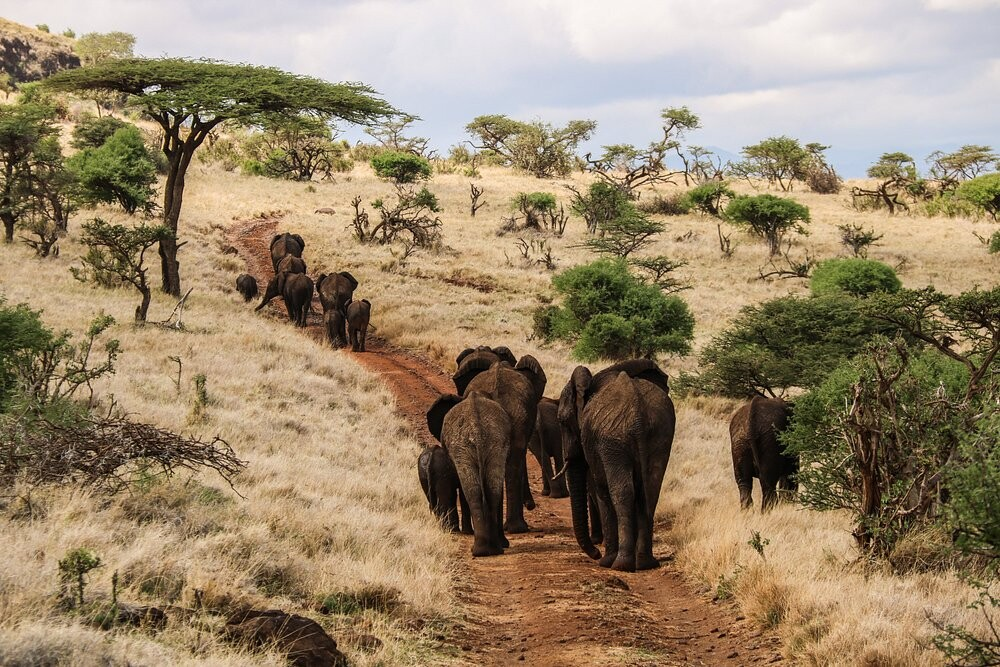 Wildlife Safaris in Kenya