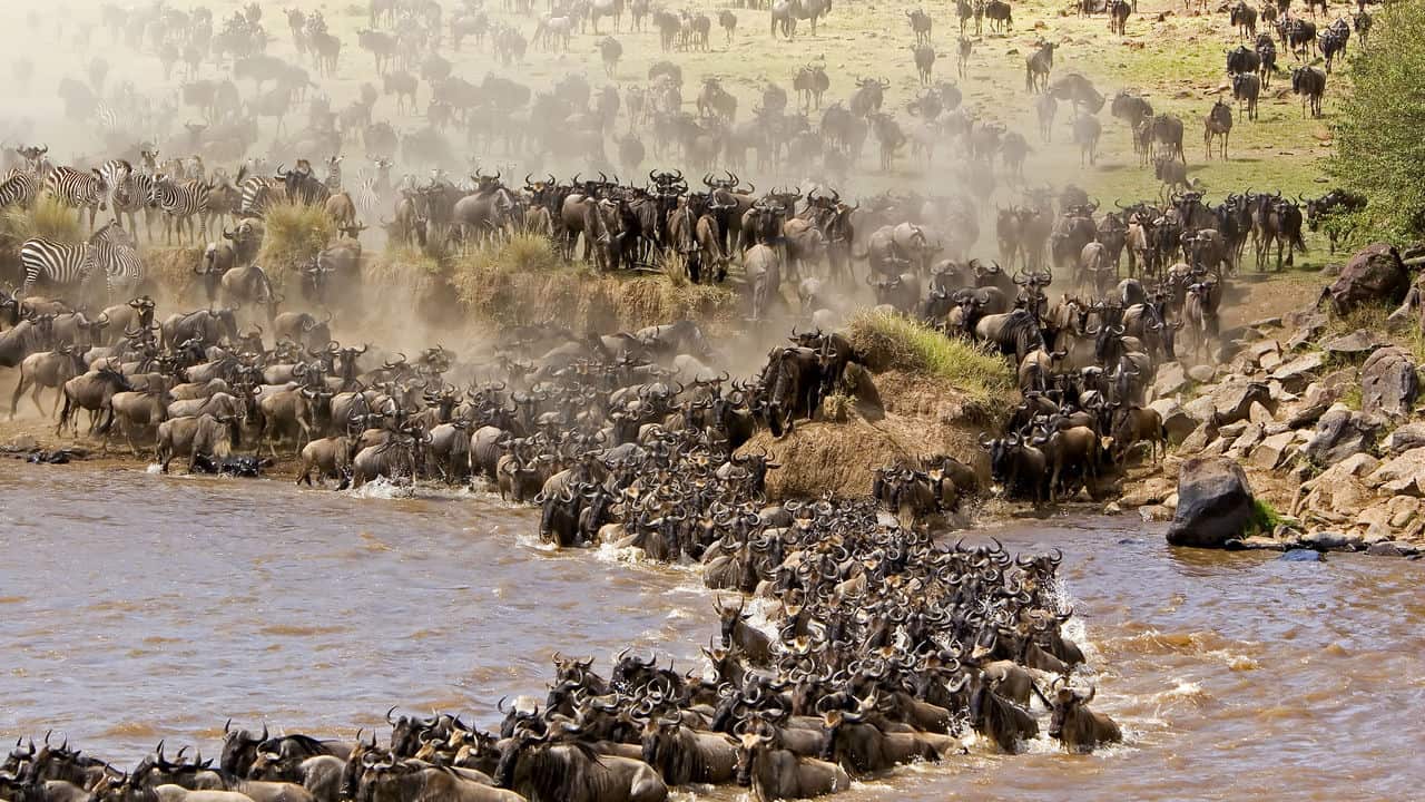 The great Migration Safari