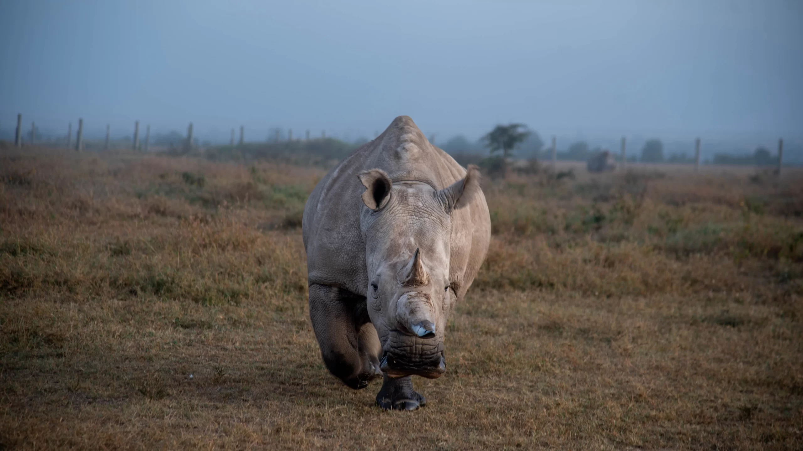 Ol Pejeta Conservancy Run For A Cause. Run For Our Rhinos