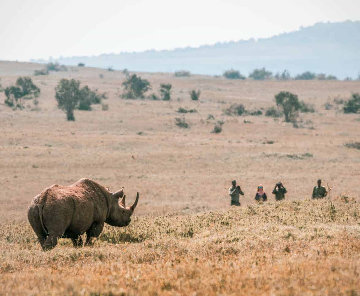 Rhino Tracking activities