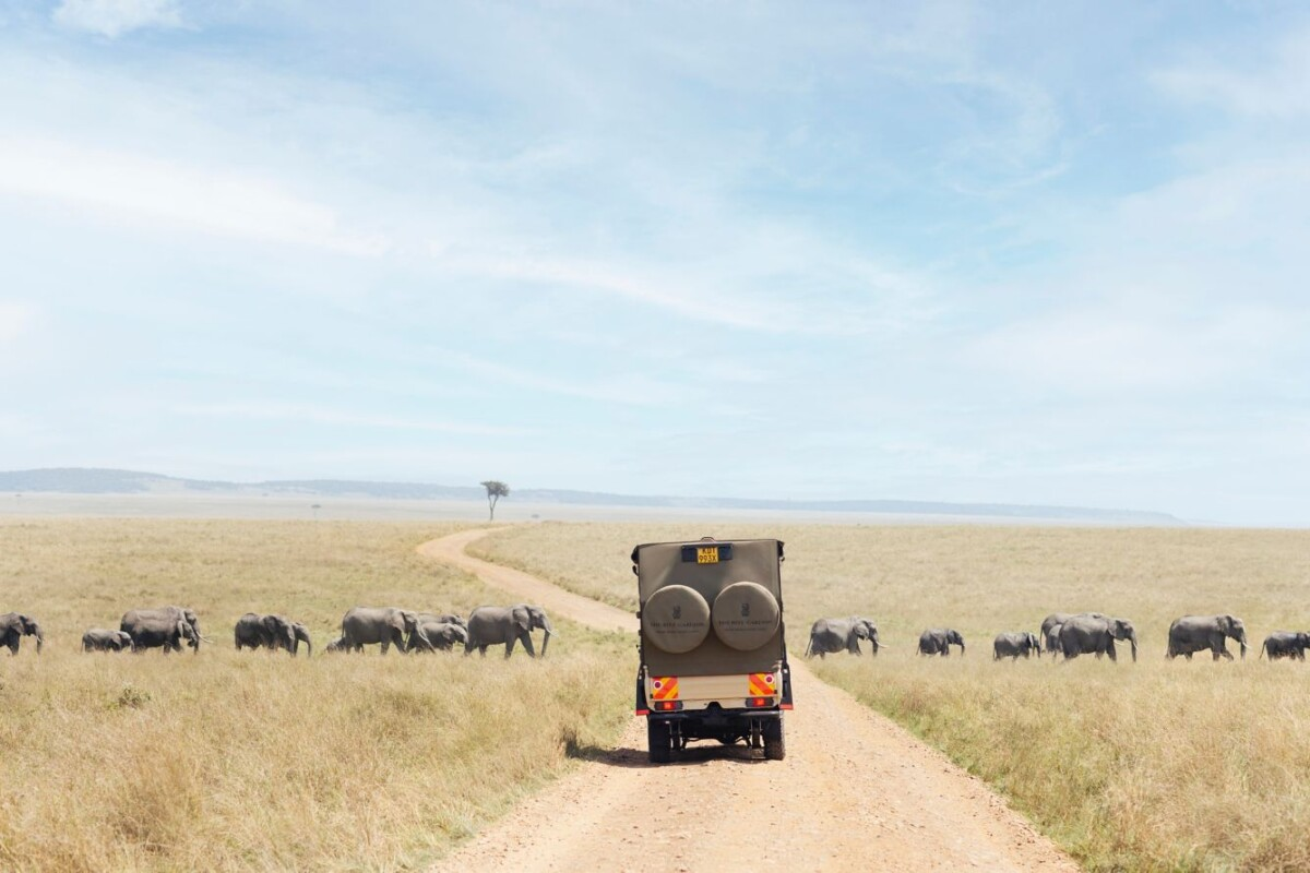 Safari game drives