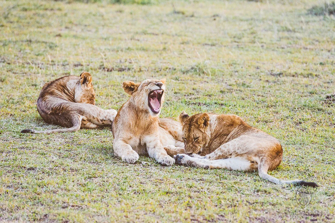 Mara simba Lodge