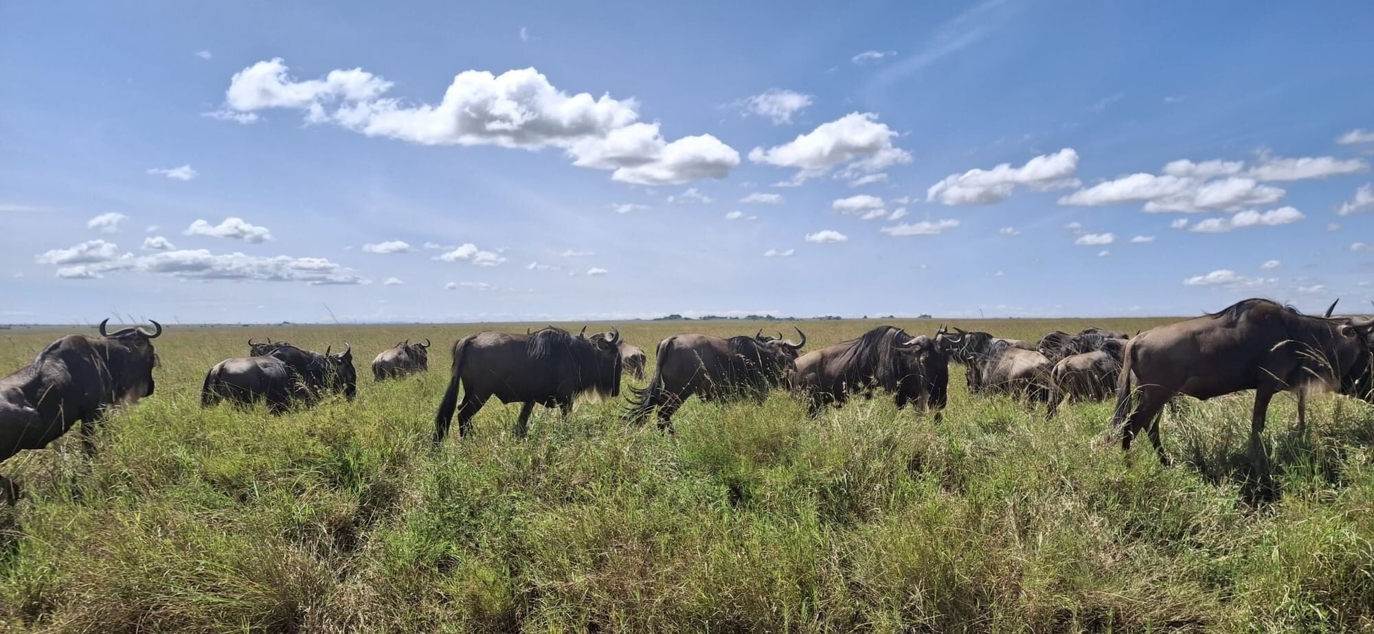 Safari activities