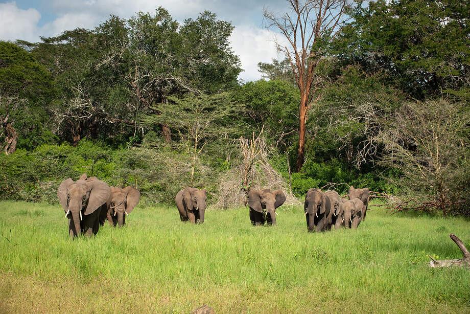 The Umani Elephants
